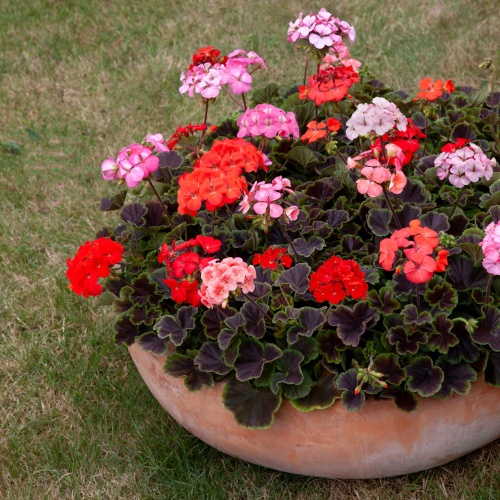 Geranium Seeds - Shadow Mixed